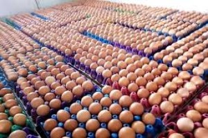 Eggs from Uganda
